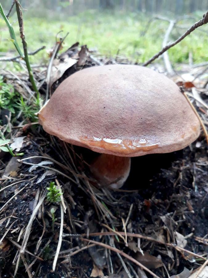 Appartamento Pensjonat U Kasi Węgorzewo Esterno foto